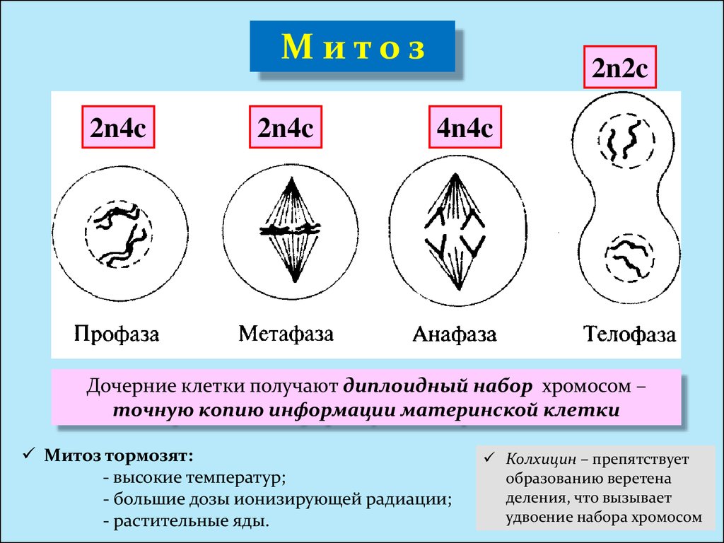 В соматических клетках после митоза. Анафаза митоза 2n2c. Фазы митоза 2n=. Фазы митоза 2n2c. Метафаза митоза 2n2c.