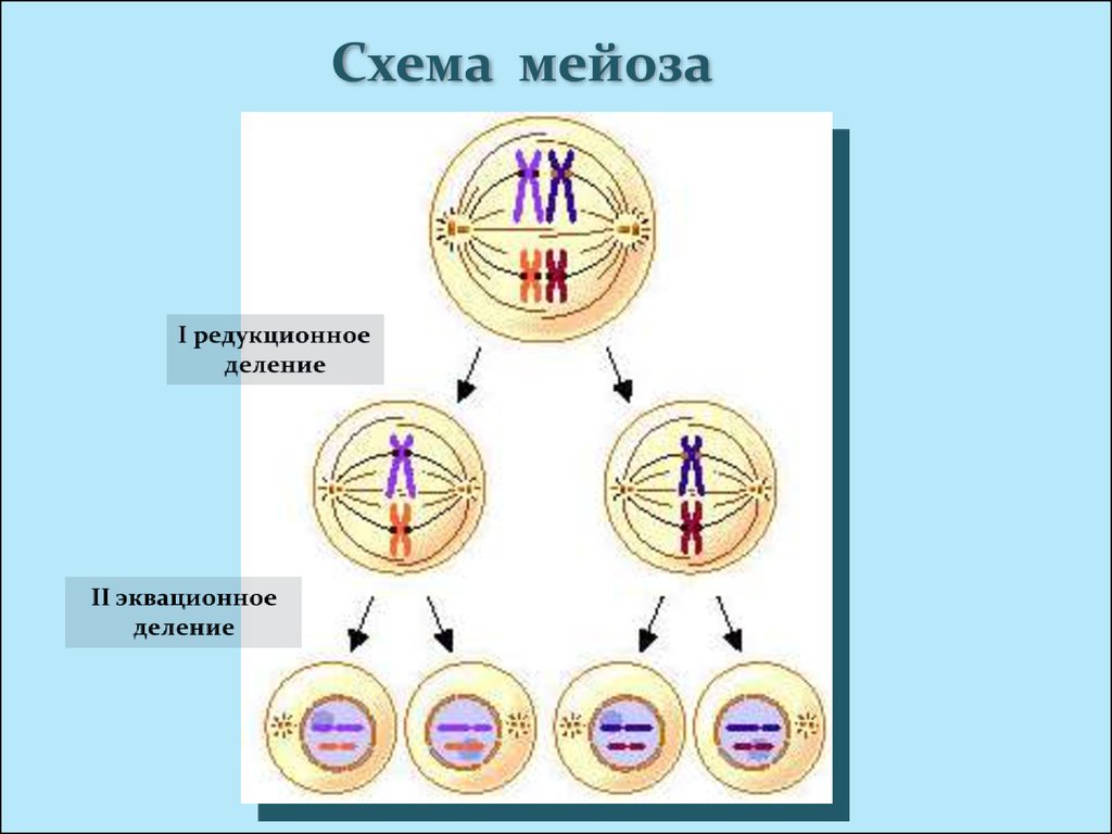 Фаза деления клетки в которой хромосомы