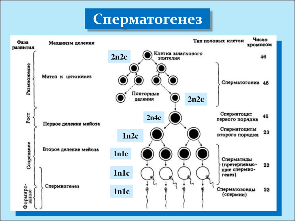 Описание сперматогенеза. Набор генетического материала и Тип половых клеток. Хромосомный набор клеток 1n2c сперматогенез. N2c набор хромосом сперматогенез. Набор хромосом сперматозоида 2n2c.