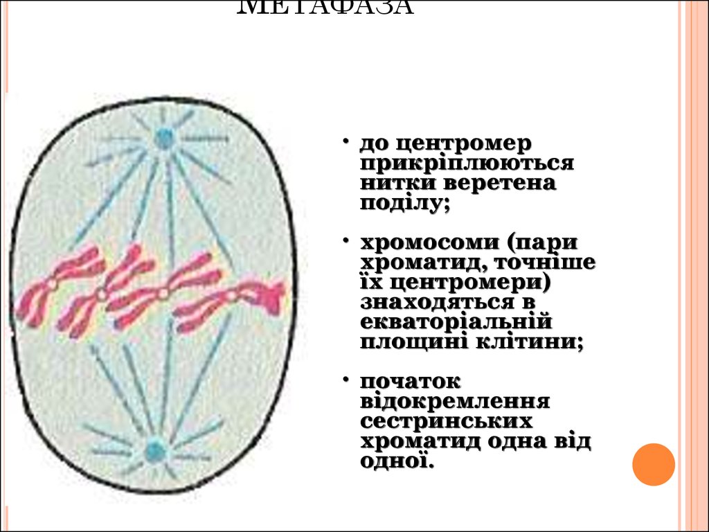 Метафаза днк