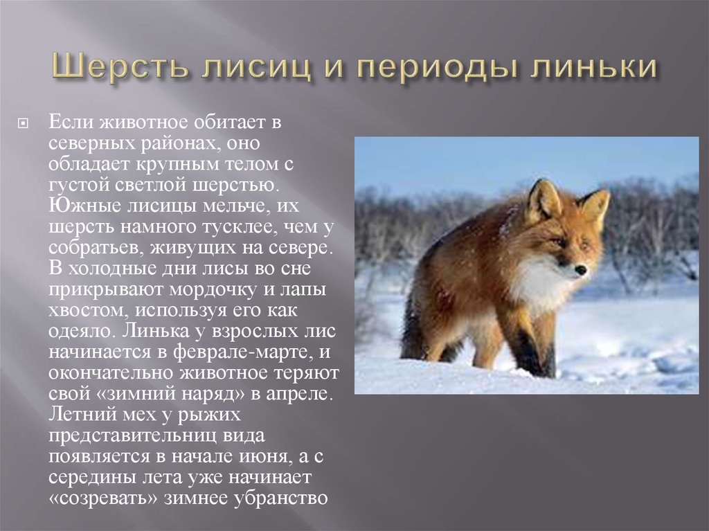 Прочитайте текст и выполните задания лисица обыкновенная. Рассказ о лисе. Описание лисы. Доклад о лисах. Небольшой доклад про лису.