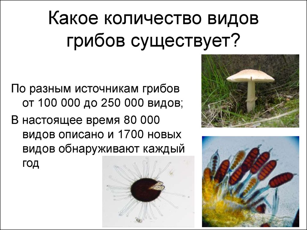 Какое количество видов. Количество видов гр бов. Грибы число видов. Сколько видов грибов. Кол во видов грибов.