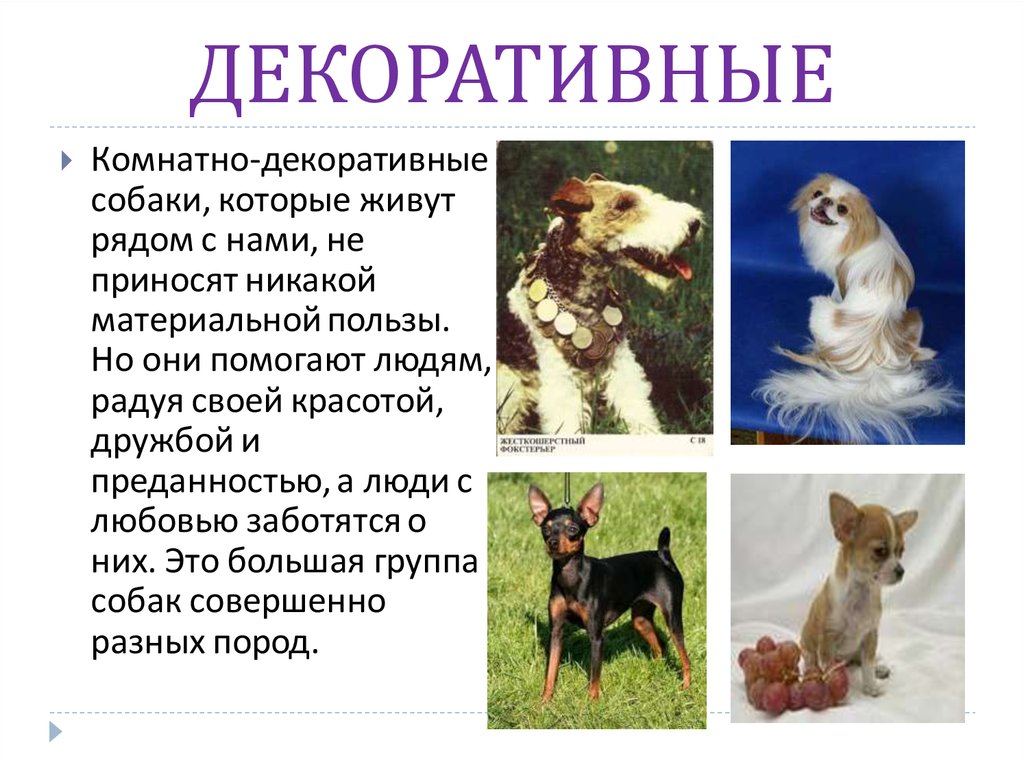 Рассказы про породы. Собака для презентации. Рассказ о декоративных собаках. Декоративные собаки презентация. Разнообразие пород собак.