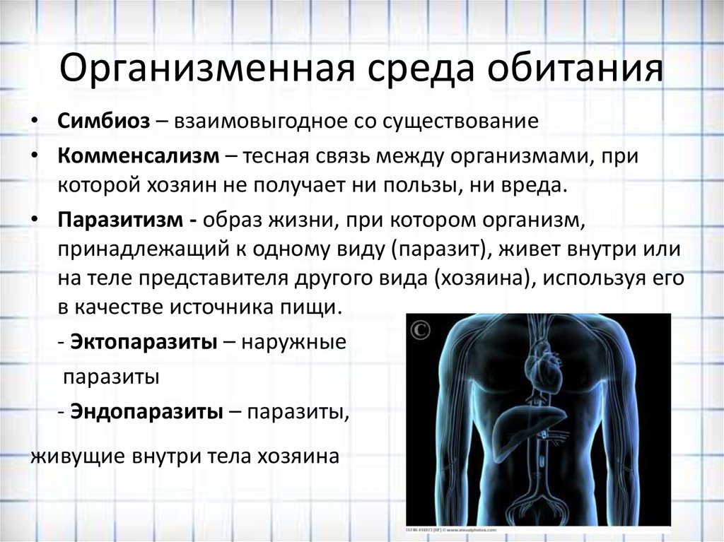 Организменная жизнь условия. Организменная среда обитания особенности среды. Организменная среда обитания характеристика. Внутриорганизменная среда обитания характеристика. Характеристика организменной среды.