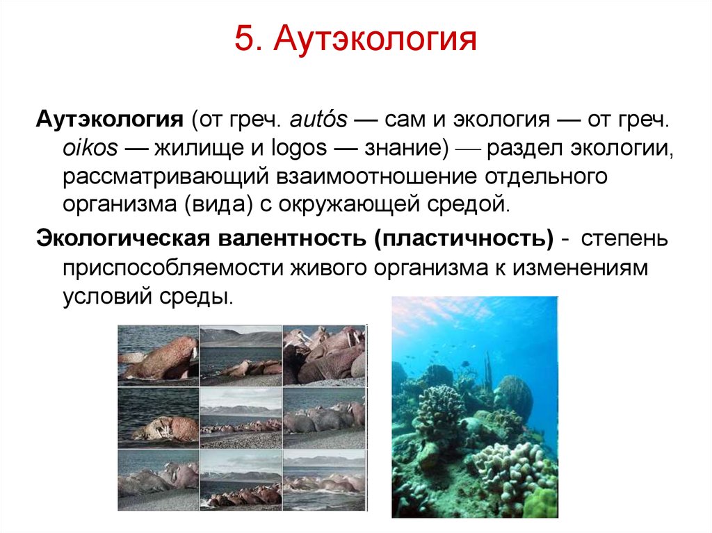 Разделы экологии аутэкология. Аутэкология. Термины аутэкологии. Аутэкология это экология. Аутэкология демэкология.