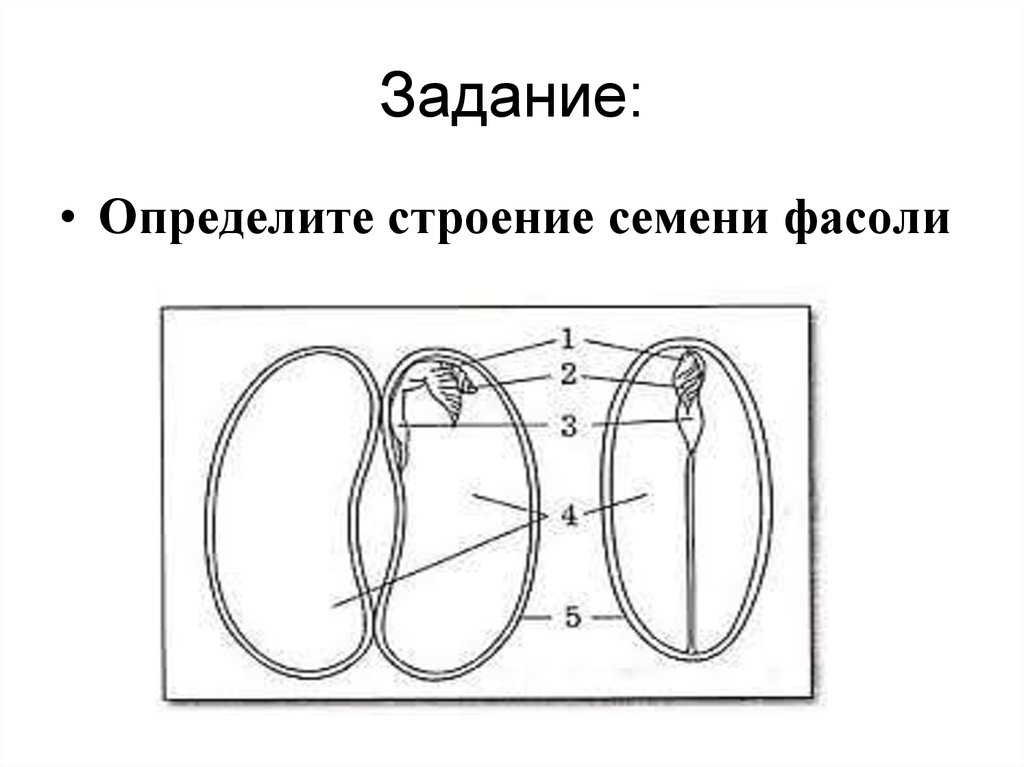 Строение семени фасоли 6 класс. Строение семени фасоли рисунок. Строение семени задание. Определите строение семени фасоли. Семя фасоли задание.