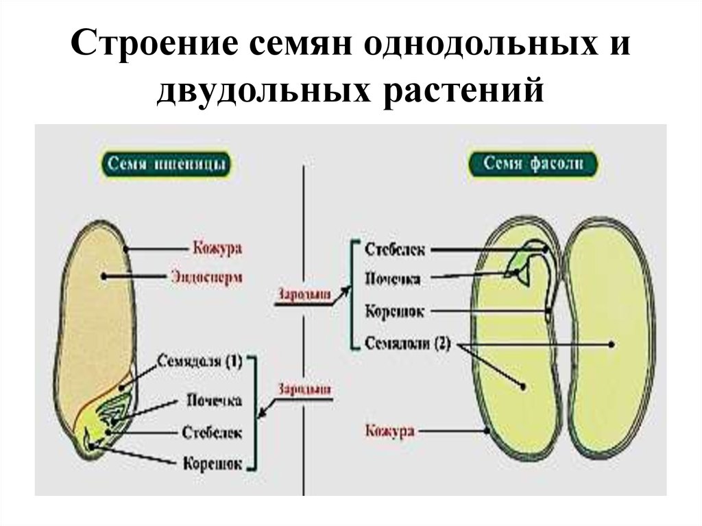 Семя однодольного и двудольного растения виктория челябинск официальный сайт саженцы
