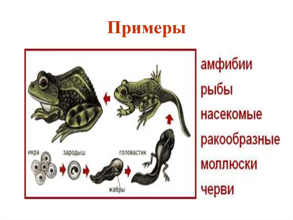 Три примера животных относящихся к земноводным. Амфибии примеры. Земноводные примеры. Примеры земноводных животных. Представители земноводных примеры.