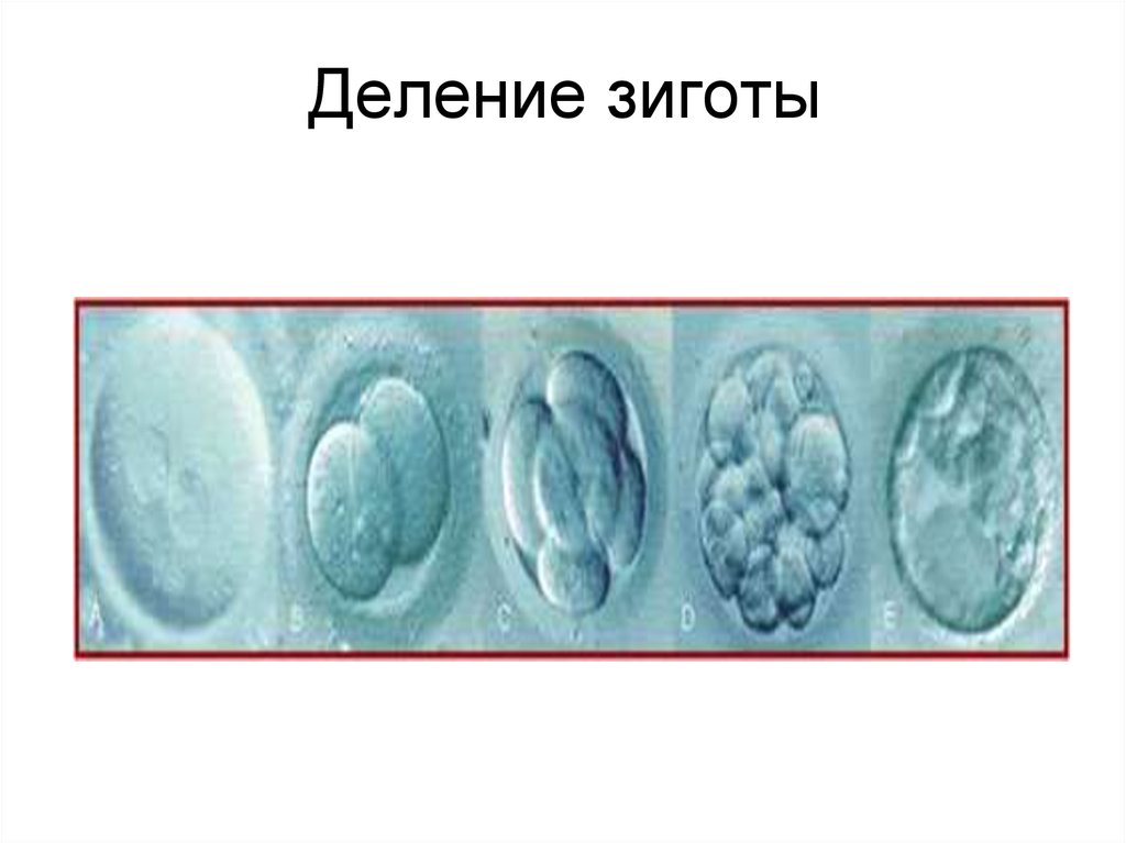 Деление клетки онтогенез. Первое деление зиготы. Деление клетки зигота. Деление зиготы завершается. Зигота начальный этап развития.