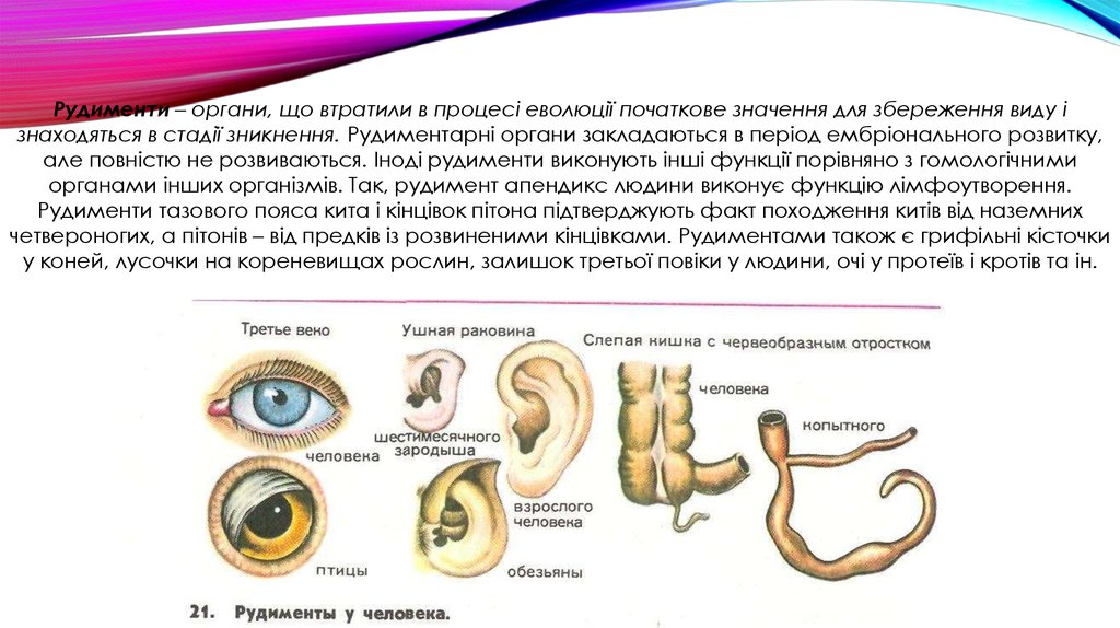 Онтогенез позвоночных закон геккеля. Рудимент ушной раковины. Рудименты человека список.