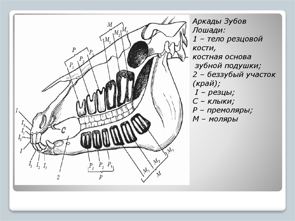 Зубы у коровы схема