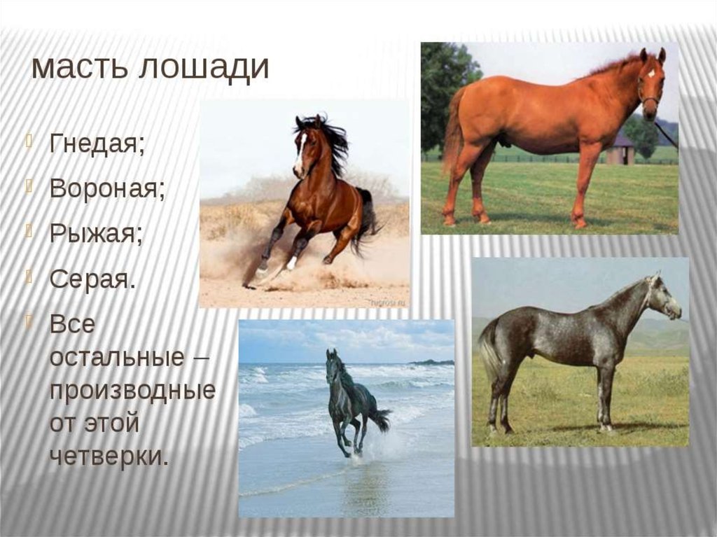 Какие названия у лошадей. Масти лошадей. Лошади разных мастей. Кони разных пород. Лошади разных пород с названиями.