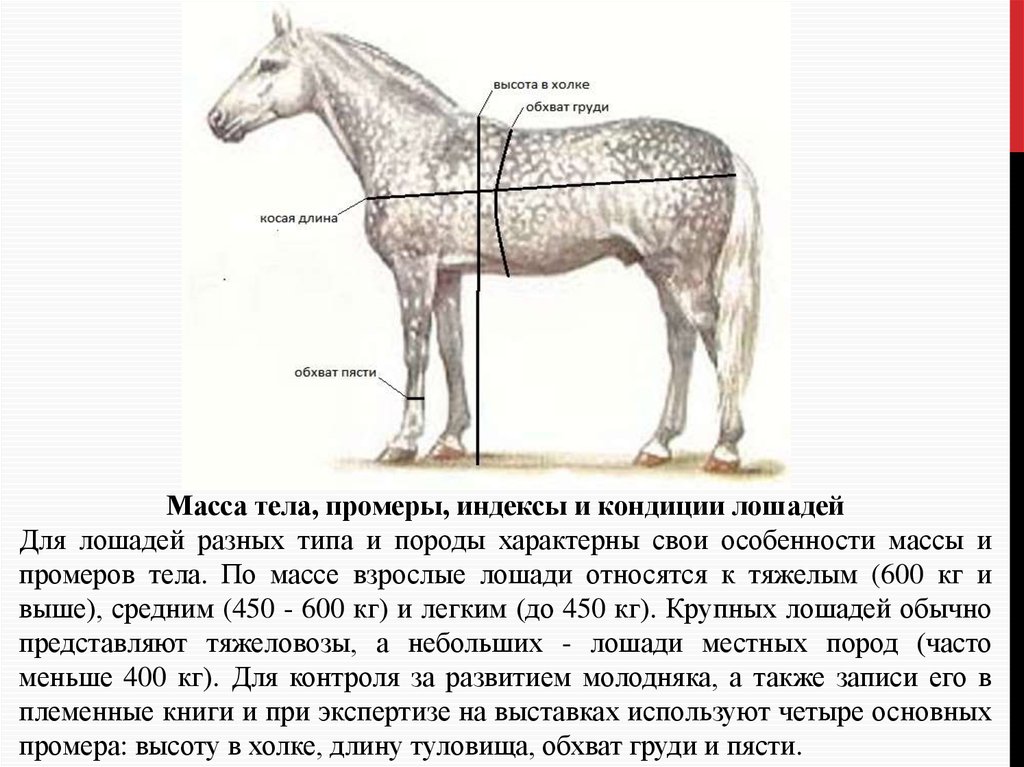 Сколько лошадей в 16. Живая масса лошадей таблица. Таблица измерения веса лошадей. Таблица промеров для жеребят. Измерение промеров лошади.