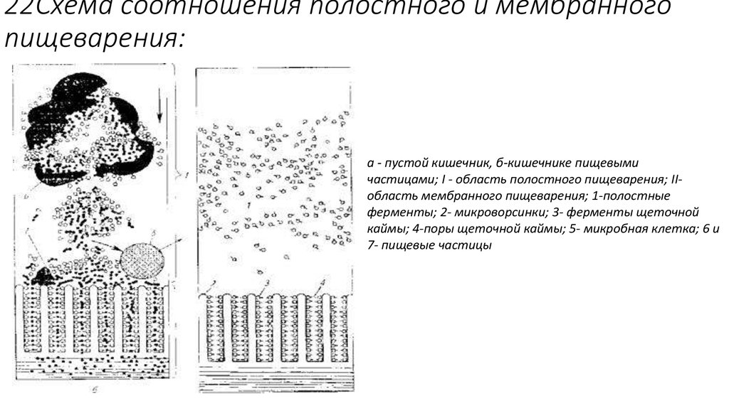 Переваривание пищевых частиц происходит в