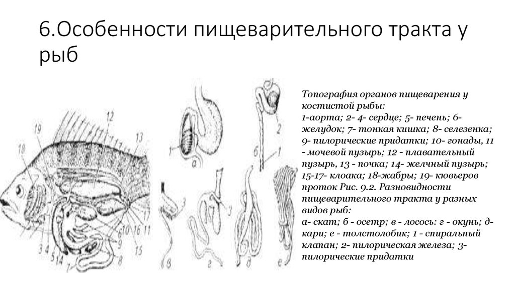 Пищеварительные органы рыб