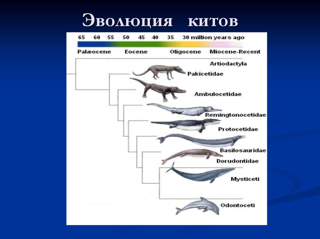 Приведите 2 3 примера переходных. Происхождение китообразных схема. Эволюция китов. Эволюционное Древо китов. Переходные формы китообразных.