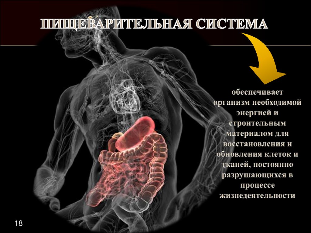 В обеспечении организма строительным материалом. Обеспечение организма энергией и строит. Обеспечение организма необходимыми. Мед подкрепляет организм.