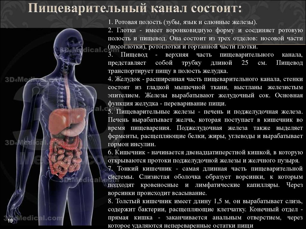 Пищеварительный канал человека пищевод биоценоз