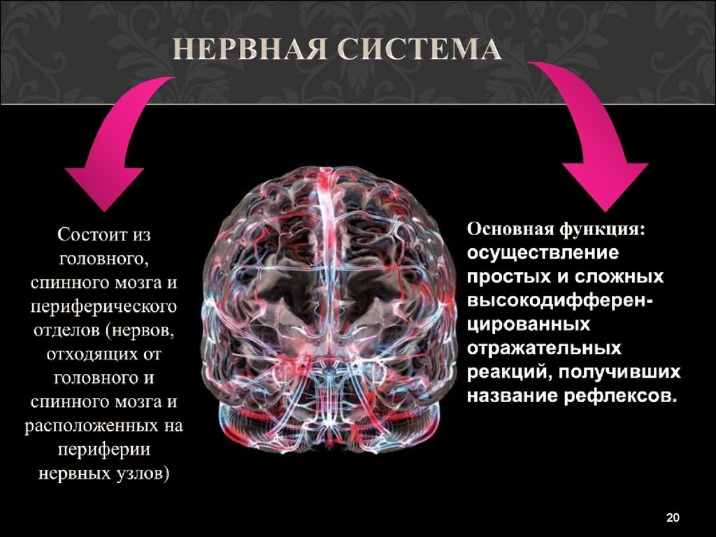 Периферический отдел мозга. Периферический мозг.