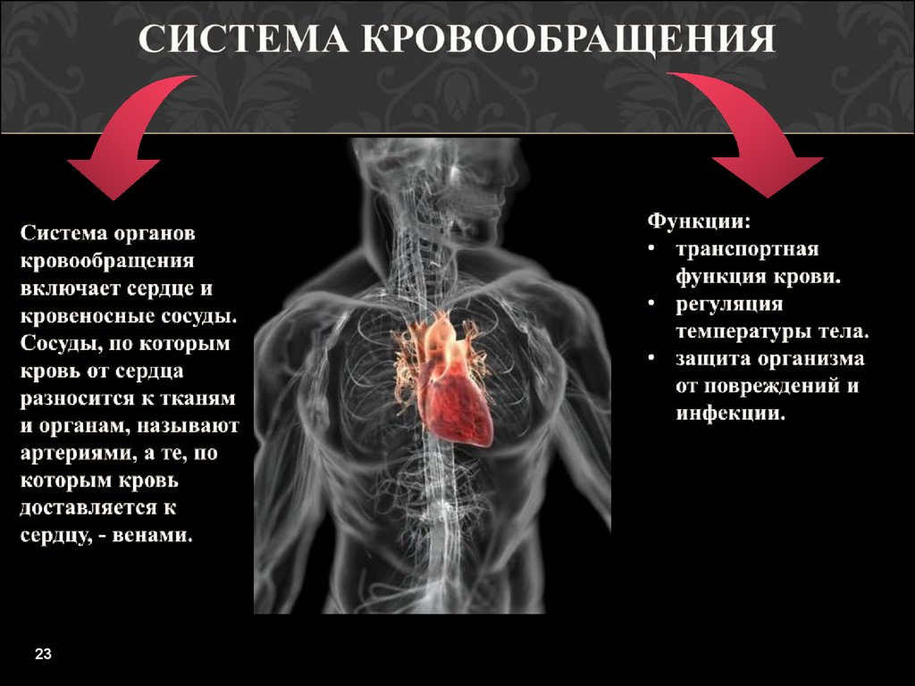 Системное кровообращение