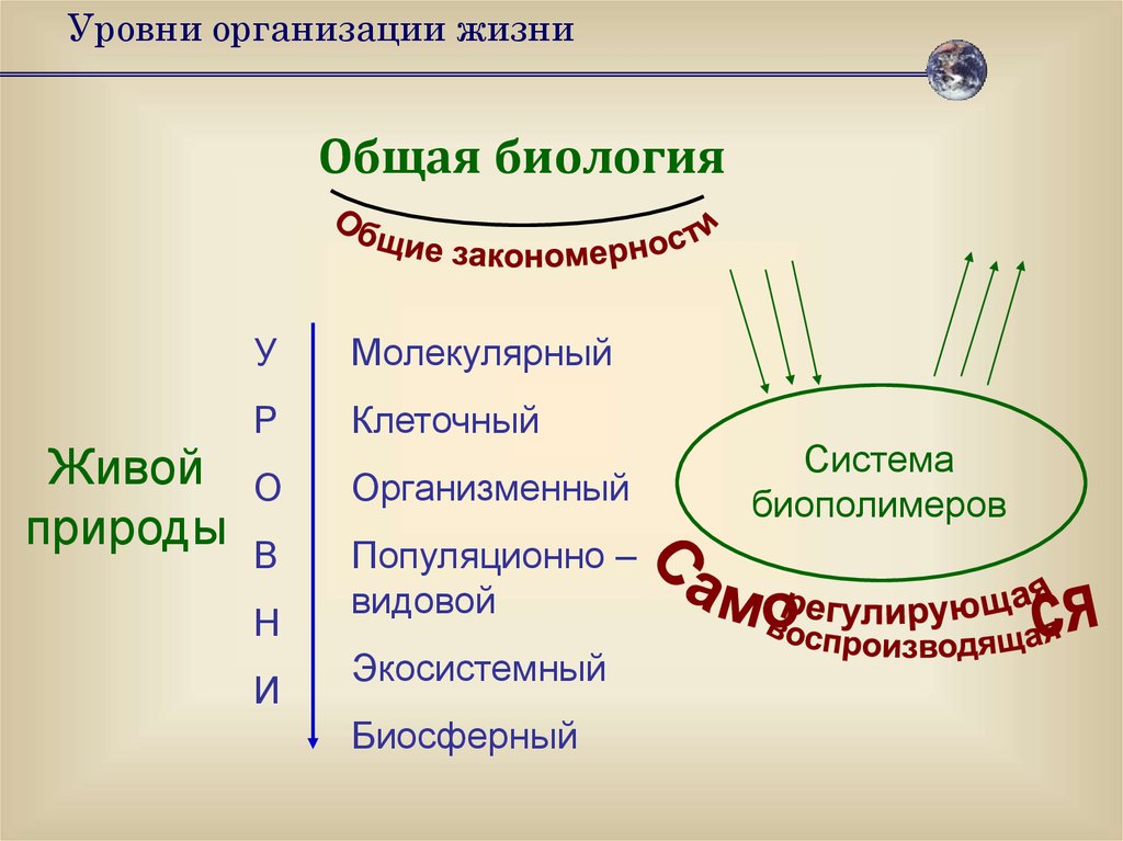 Презентация на тему уровни. Уровни жизни биология. Уровни организации жизни биология. Молекулярный организменный уровни. Клеточный и организменный уровень.