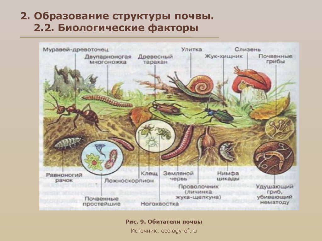 Модель образования почвы. Образование структуры почвы. Строение почвы биология. Состав почвы биология. Схема образования почвы.