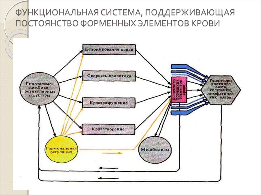 Принципиальная схема функциональной системы гомеостатического уровня регуляции функций