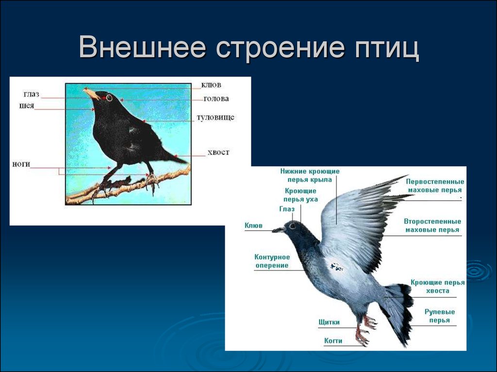 Форма тела птиц особенности строения значение. Внешнее строение птицы биология 7 класс. Строение птицы 1 класс. Наружное строение птицы. Внешний вид птицы.