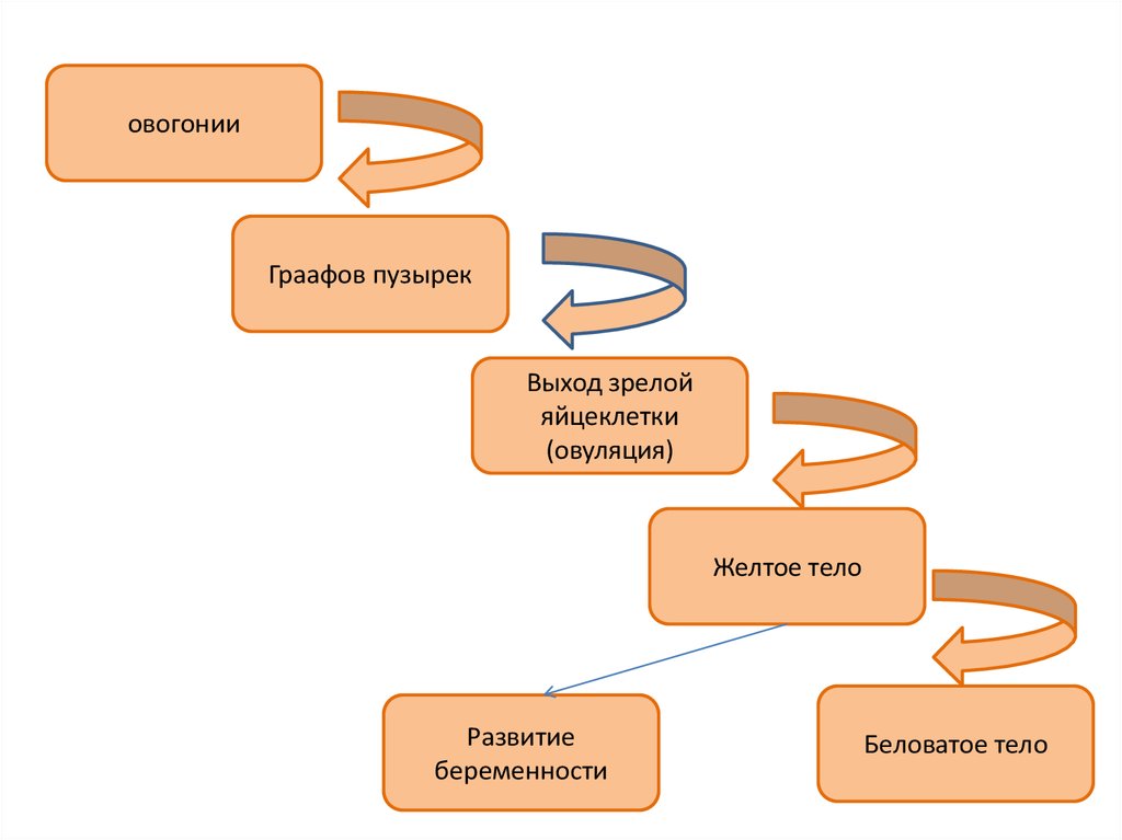 Стадии репродукции. Этапы процесса репродукции. Процесс репродукции. Этапы процесса репродукции.. Особенности репродукции человека. Процесс репродукции анатомия.