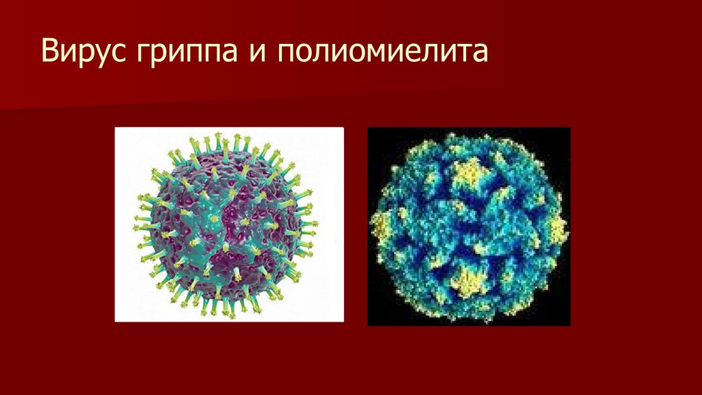 Вирус гриппа и полиомиелита