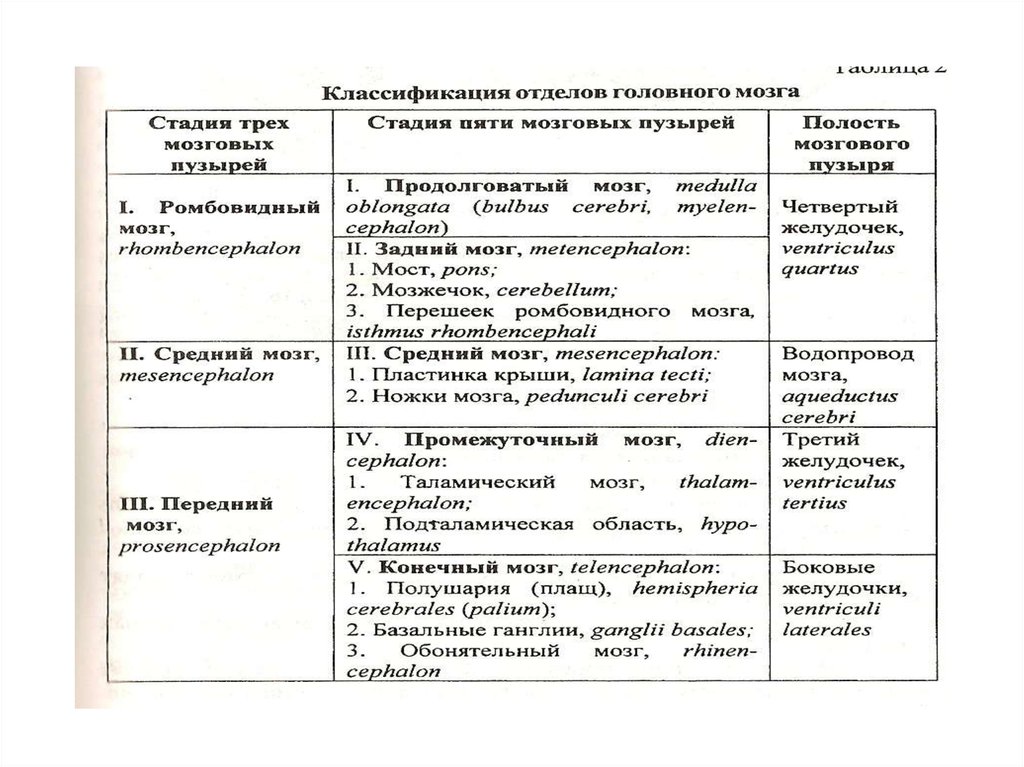 Классификация мозга