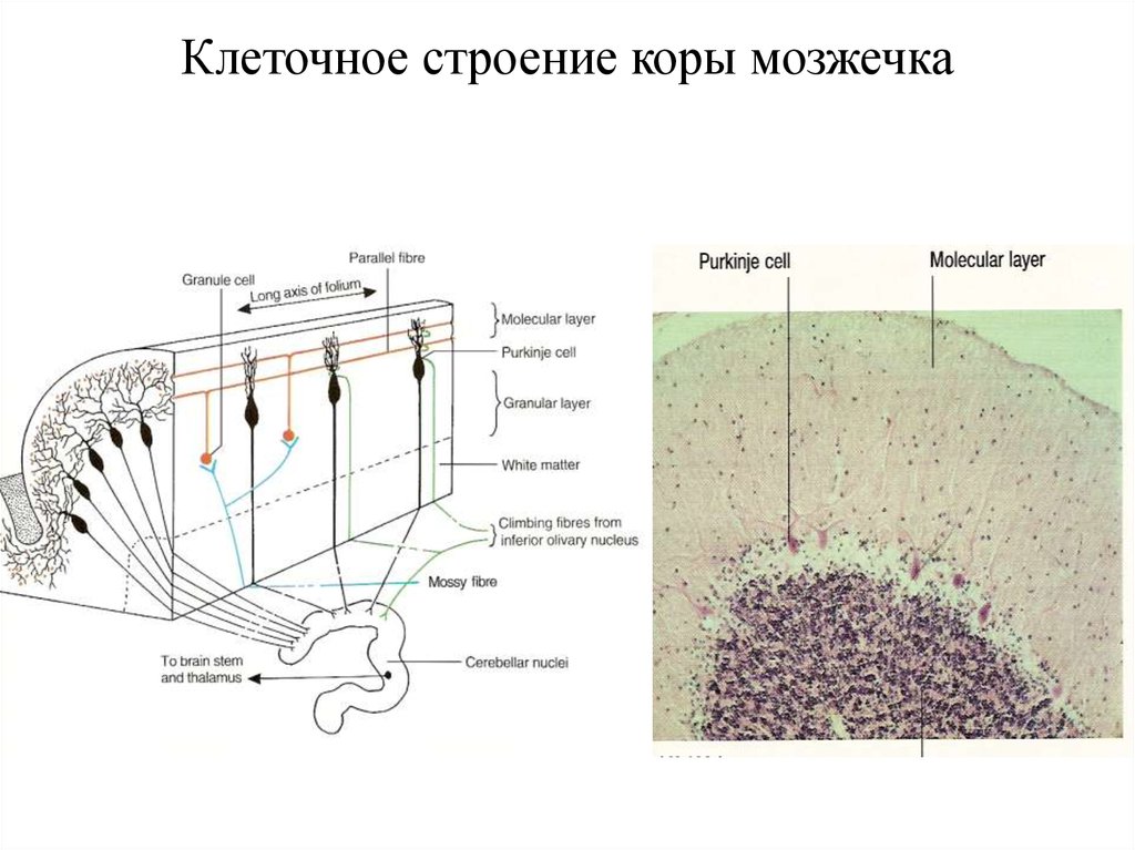 Какого строение коры