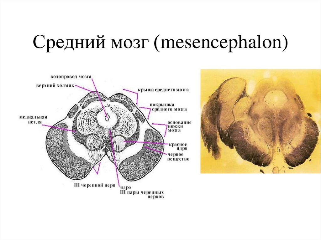 Сколько весит средний мозг