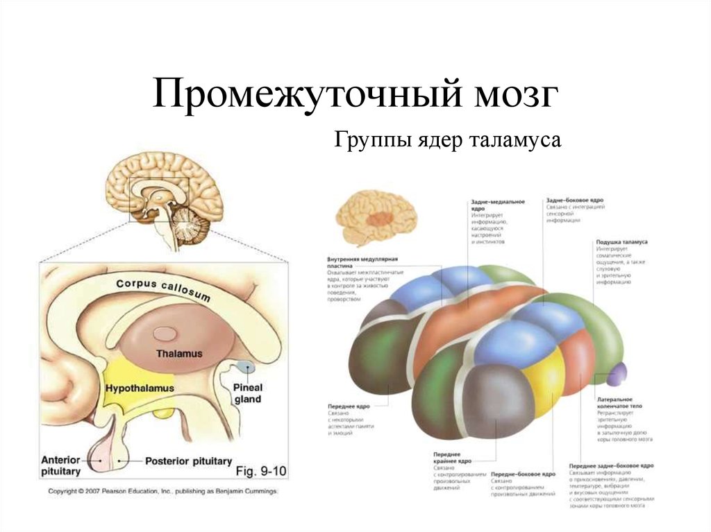 Промежуточный мозг на картинке