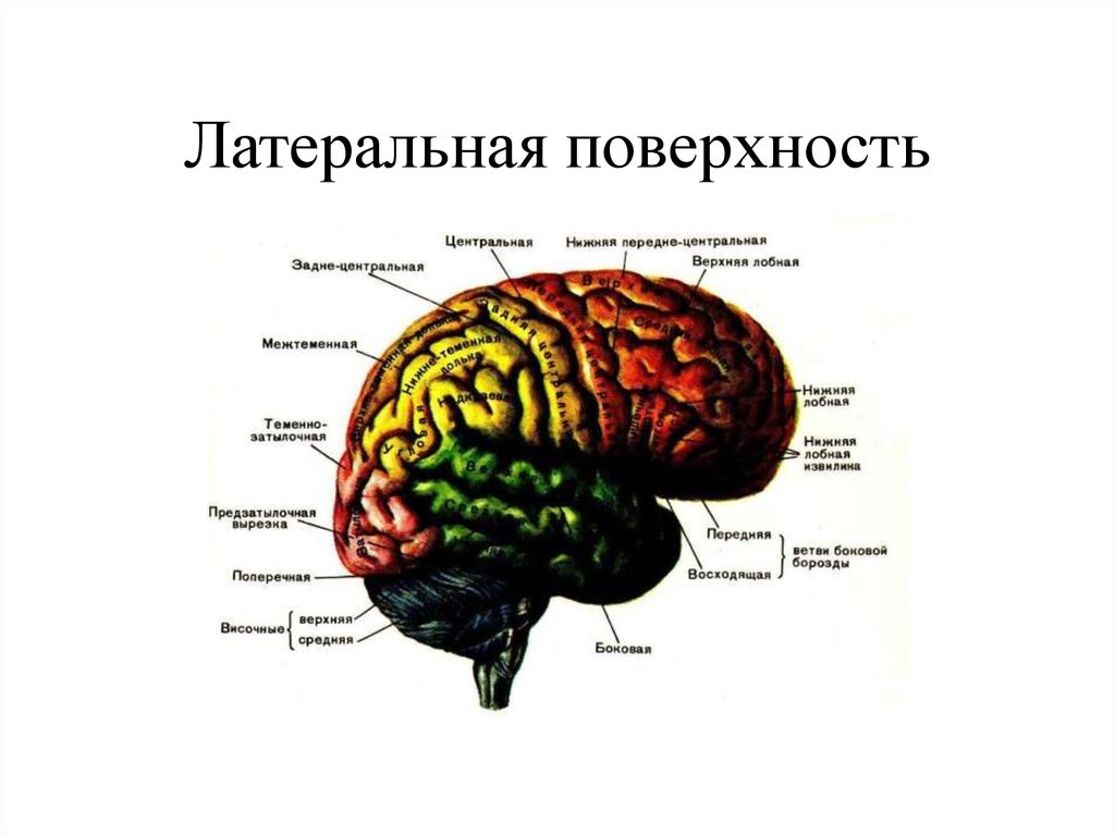 Борозды ВЕРХНЕЛАТЕРАЛЬНОЙ поверхности головного мозга. Латеральная поверхность головного мозга. Боковая поверхность головного мозга.