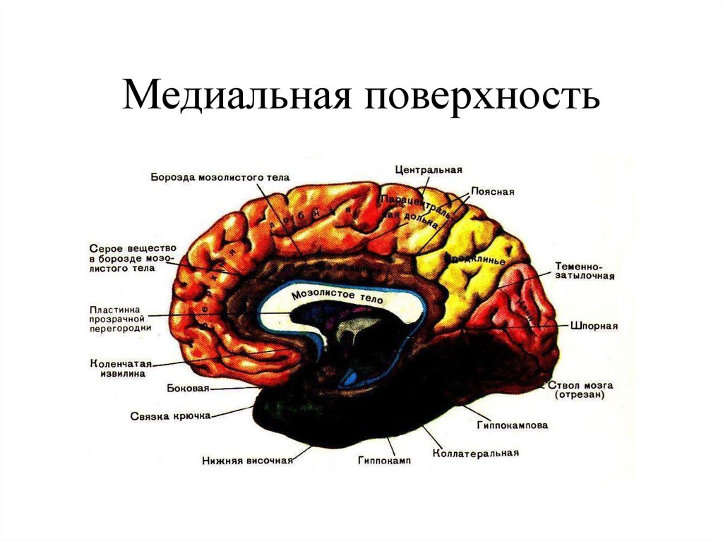 Медиальный мозг. Конечный мозг строение медиальная поверхность. Медиальная борозда головного мозга. Медиальная поверхность головного мозга борозды. Медиальная поверхность полушария конечного мозга.