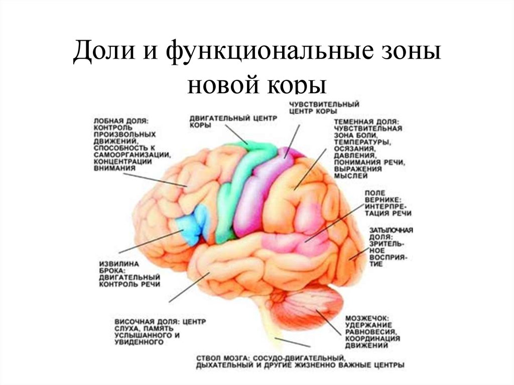 Функциональные зоны мозга. Функциональные зоны головного мозга. Доли и центры коры. Доли и функциональные зоны новой коры. Функциональные зоны и доли коры головного мозга.