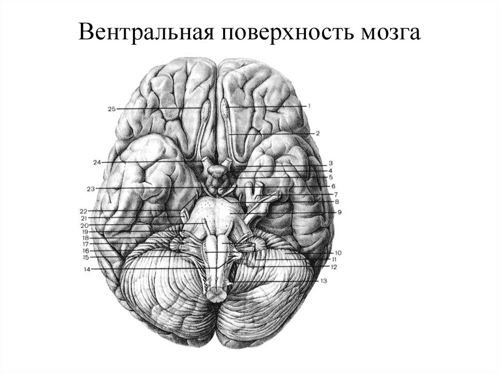 Дорсальной поверхности мозга. Дорсальная поверхность головного мозга строение. 5 Отделов головного мозга на вентральной поверхности. Головной мозг. Вид с вентральной поверхности. Дорсальная и вентральная поверхность среднего мозга.