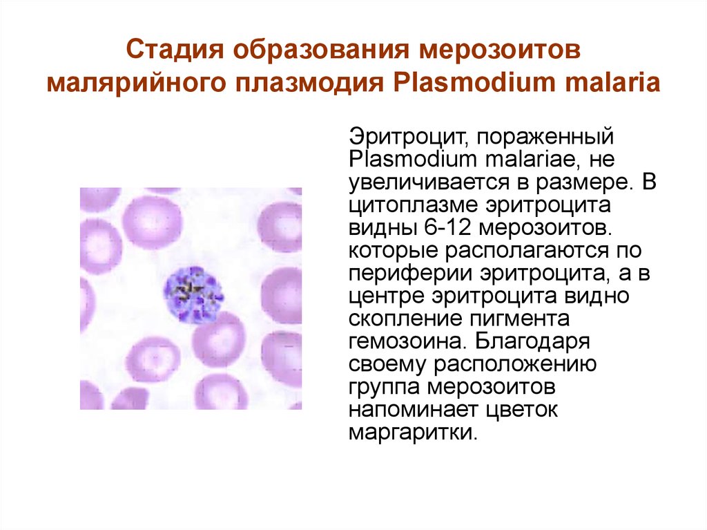 Изменения свойств эритроцитов при тропической малярии проявляются. Малярия шизогония. Мерозоит малярийного плазмодия. Стадии развития малярийного плазмодия в эритроцитах. Шизонт малярийного плазмодия.