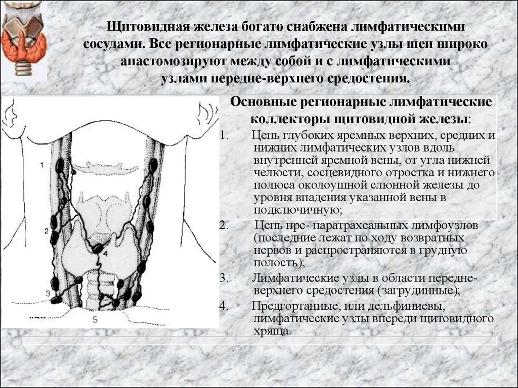 Регионарные лимфоузлы увеличены. Регионарные лимфатические узлы щитовидной. Лимфоотток щитовидной железы. Регионарные лимфоузлы щитовидной железы. Регионарными лимфатическими узлами для щитовидной железы являются:.