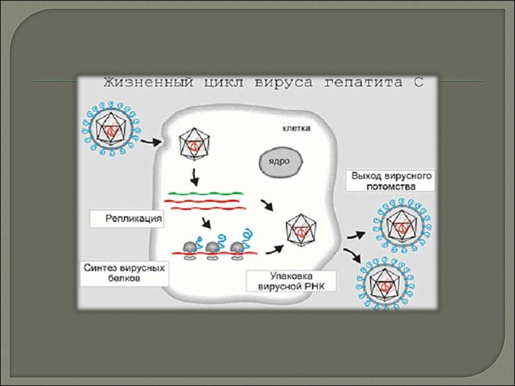 Клетка хозяин вируса. Жизненный цикл вируса гепатита с. Жизненный цикл вируса паротита 2006. Жизненный цикл вируса в клетке хозяина. Жизненный цикл вируса схема.