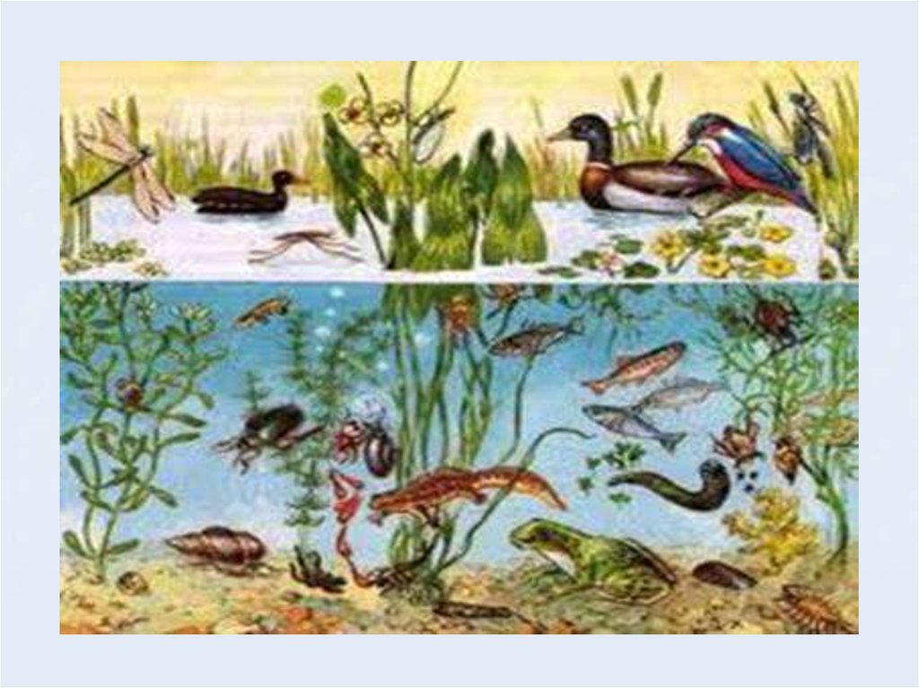 Видеоурок природные сообщества 5 класс биология. Обитатели водоемов для дошкольников. Обитатели пруда. Природные сообщества. Природные сообщества для дошкольников.
