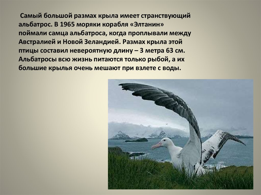 Большой размах. Альбатрос размах крыльев. Альбатрос самый большой размах крыльев. Странствующий Альбатрос размах. Интересные факты про Альбатроса.