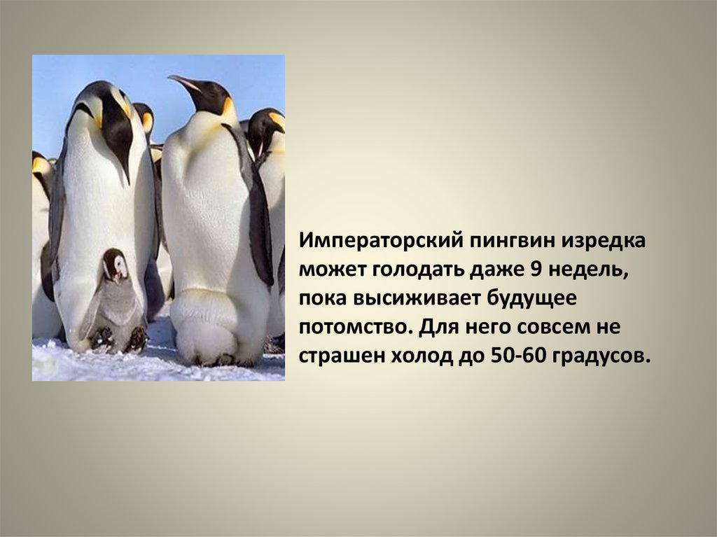 Рассказы про пингвинов для детей. Императорский Пингвин интересные факты. Пингвин для детей. Самое интересное о пингвинах. Интересные факты о пингвинах для детей.