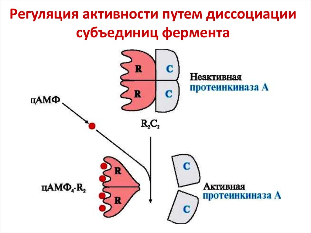 Регуляция ферментов. Аллостерический фермент схема. Регуляция активности фермента протеинкиназы. Регуляция протеинкиназы а. Регуляция активности ферментов схемы.