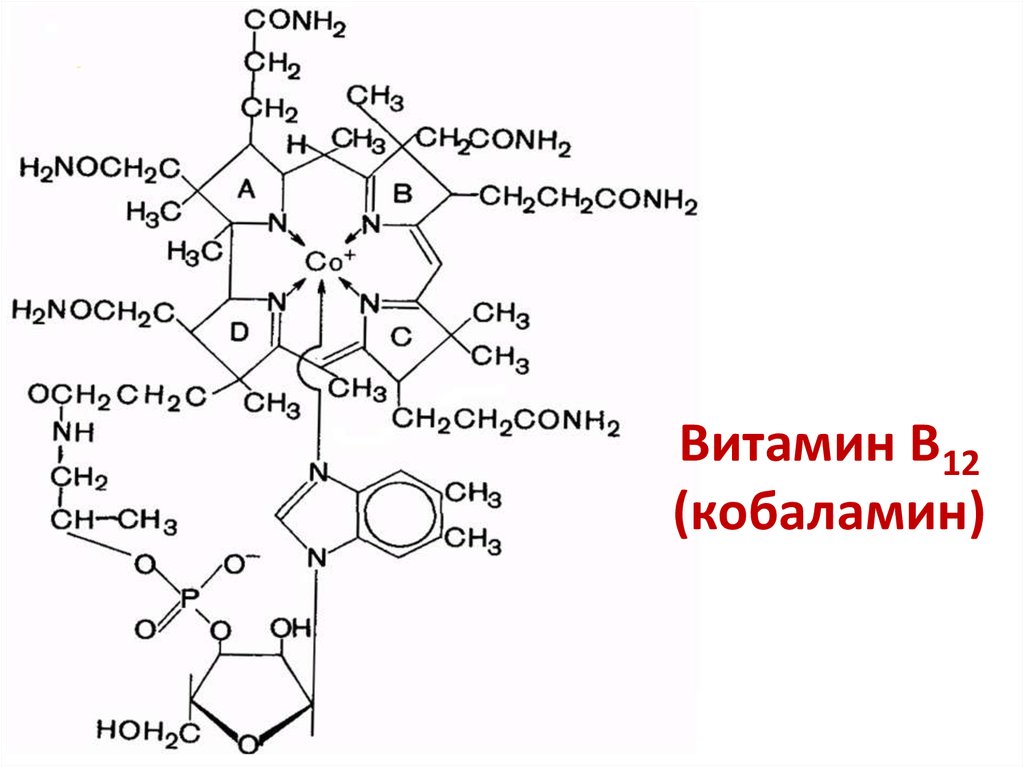 Витамины группы б презентация биохимия