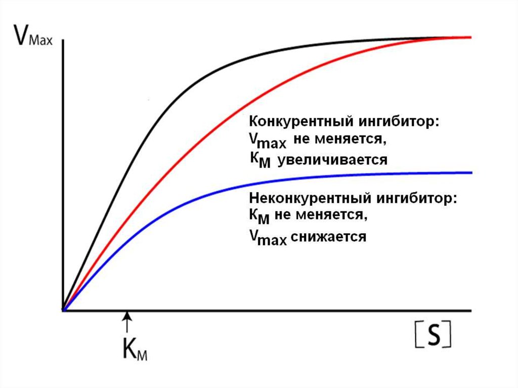 Конкурентное ингибирование ферментов. График Михаэлиса Ментона для конкурентного ингибирования. Неконкурентное ингибирование ферментов график. Конкурентное ингибирование ферментов график. Конкурентное ингибирование график Михаэлиса.