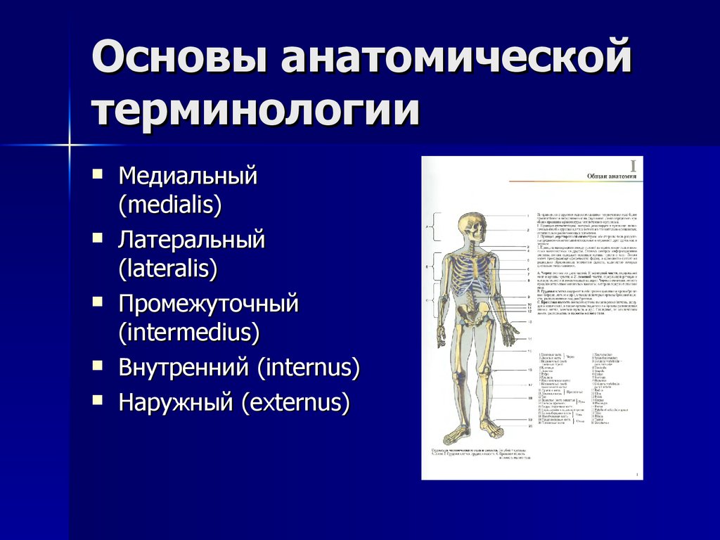 Основы анатомии тест. Анатомия термины. Основы анатомии. Основы анатомической терминологии.