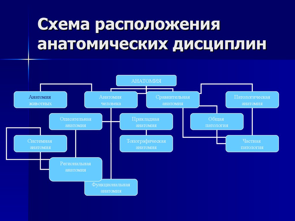 Методы исследования в анатомии