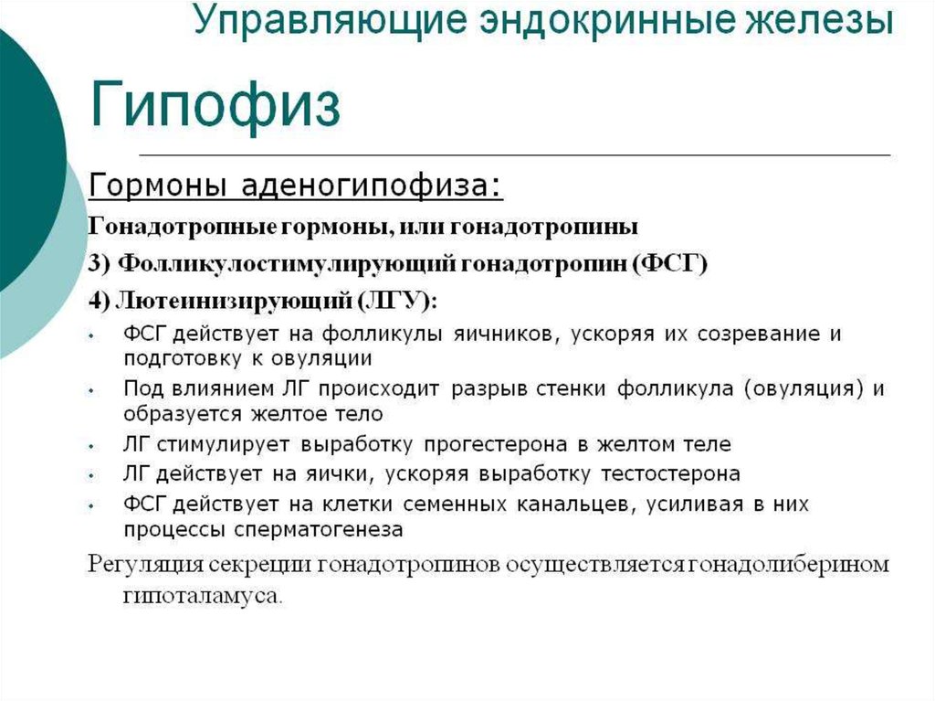 7 гормонов гипофиза. Гонадотропные гормоны гипофиза. Гононотропный обмен гипофиза. Гонадотропные клетки аденогипофиза. Гормоны гипофиза таблица.